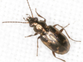 Bembidion varium